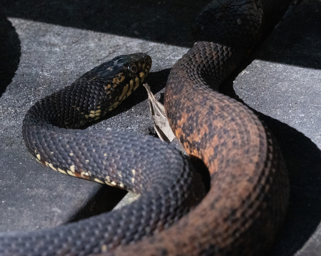 Banded Watersnake × Saltmarsh Snake from Pelican Bay, North Naples, FL