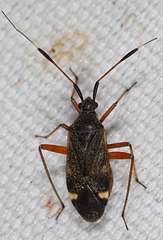 Closterotomus biclavatus
