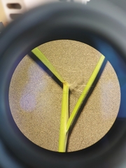 Rytidosperma unarede