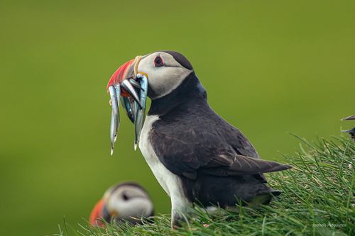 Frailecillo atlántico (Fratercula arctica)