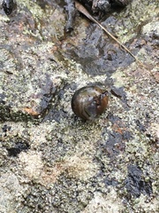 Helminthoglypta sanctaecrucis