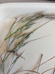 Rytidosperma unarede