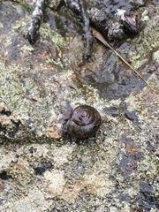 Helminthoglypta sanctaecrucis