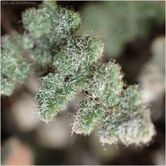 Myriopteris parryi
