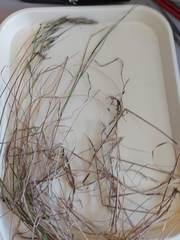 Rytidosperma unarede