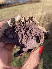 Calvatia cyathiformis