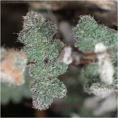 Myriopteris parryi