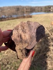 Calvatia cyathiformis