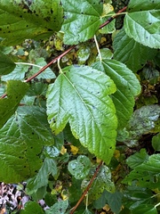 Physocarpus intermedius