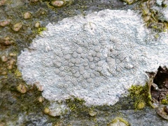 Lecanora carpinea