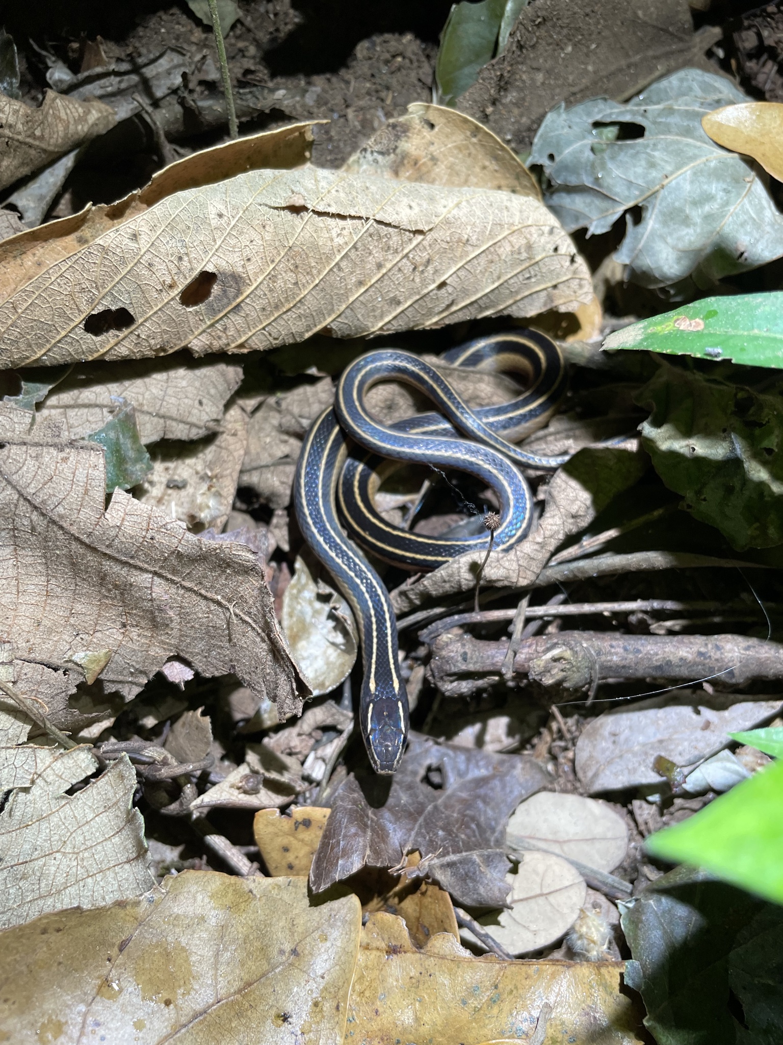 Coniophanes piceivittis Cope, 1870