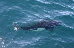 Phocoenoides dalli