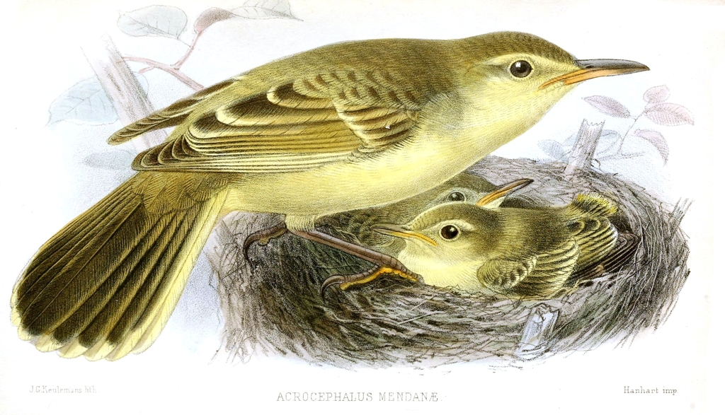 Southern Marquesan Reed-Warbler