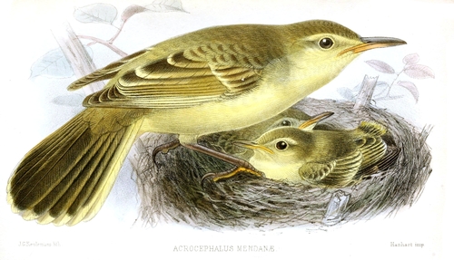 Southern Marquesan Reed Warbler (Acrocephalus mendanae) · iNaturalist