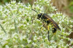 Tenthredo marginella