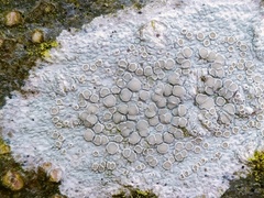 Lecanora carpinea