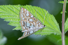 Elophila nymphaeata