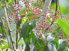 Miconia sarmentosa
