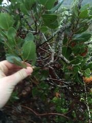 Arctostaphylos