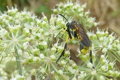 Tenthredo marginella