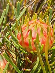 Aulax cancellata