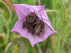 Eucera