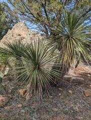 Yucca elata