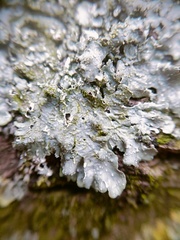Punctelia subrudecta