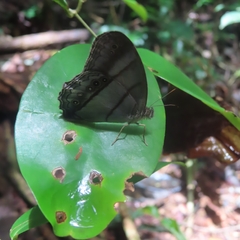 Archeuptychia cluena