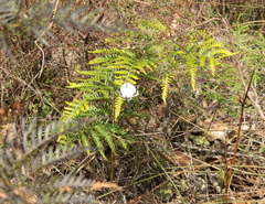 Pteridium esculentum esculentum
