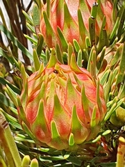 Aulax cancellata