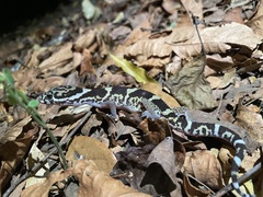 Coleonyx mitratus