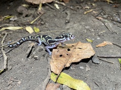 Coleonyx mitratus