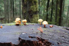 Kuehneromyces lignicola