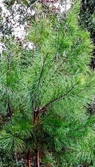 Pinus clausa