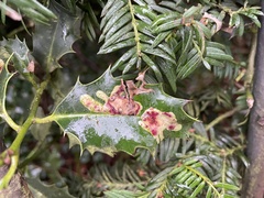 Phytomyza ilicis