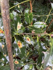 Phytomyza ilicis