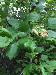 Crataegus chrysocarpa phoeniceoides