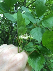 Crataegus chrysocarpa phoeniceoides