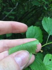 Crataegus chrysocarpa phoeniceoides