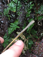 Myriopteris clevelandii