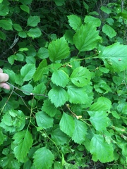 Crataegus chrysocarpa phoeniceoides