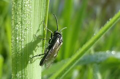 Macrophya alboannulata