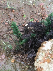 Myriopteris clevelandii