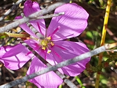 Drosera glabripes