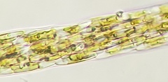 Berkeleya rutilans