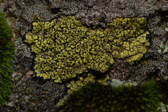 Rhizocarpon