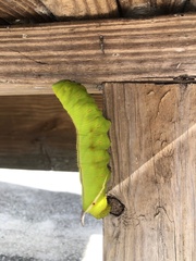 Cocytius antaeus