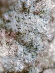 Alyxoria varia