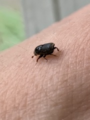 Scolytus
